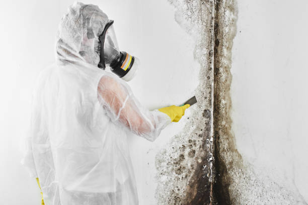 Best Same-Day Mold Removal  in Hanover, OH