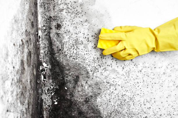 Best Affordable Mold Removal  in Hanover, OH
