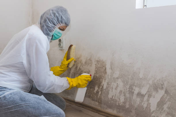 Best Certified Mold Removal  in Hanover, OH