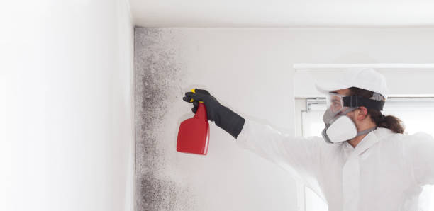 Best Mold Remediation  in Hanover, OH
