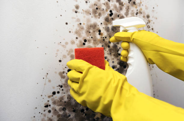 Best Fast Mold Removal  in Hanover, OH