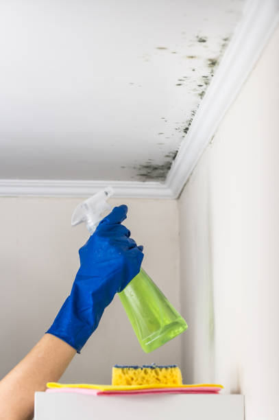 Best Office Mold Removal Services  in Hanover, OH